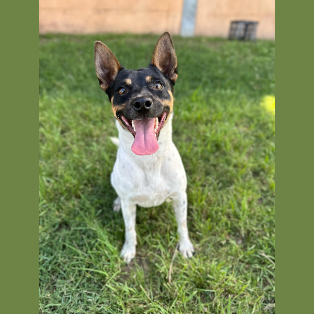 Photo of Skip