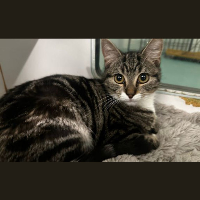 Photo of Fidget