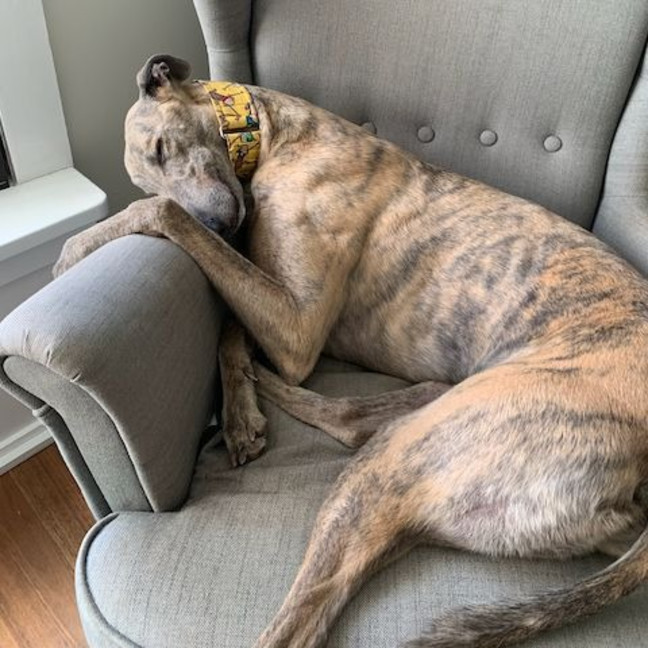 Photo of Marsupalami