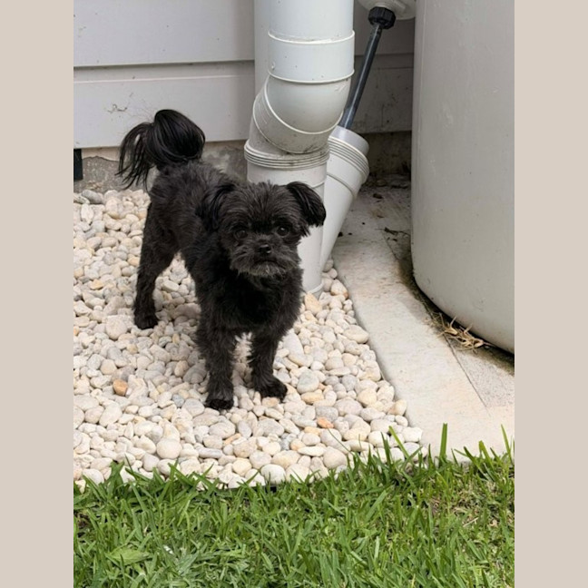Photo of Bear   8 Year Old Maltese