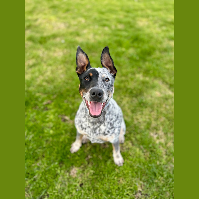 Photo of Muffin