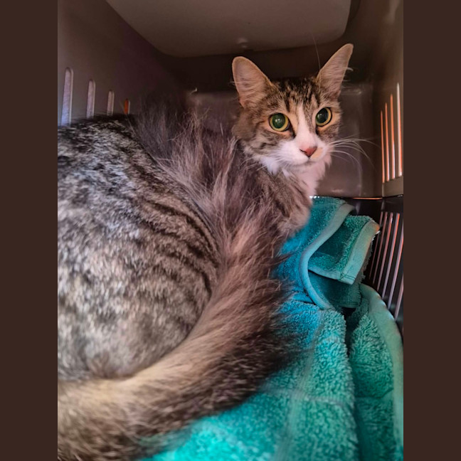 Photo of Bailey!  👑 