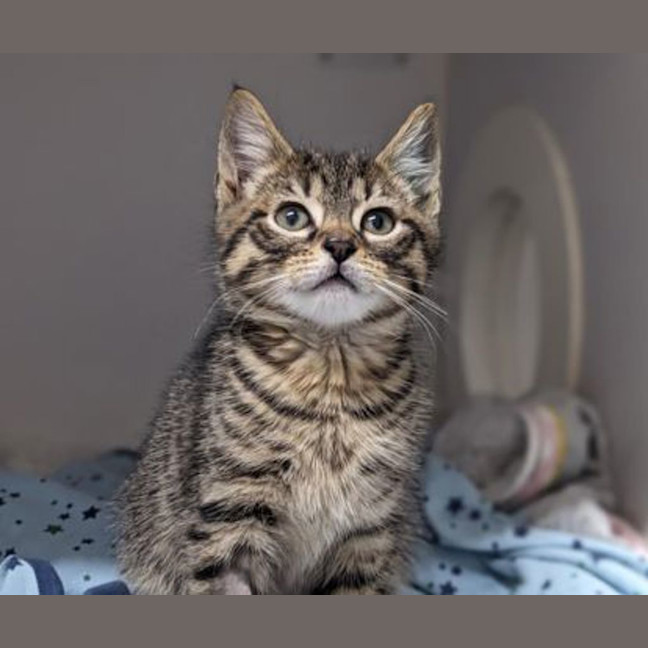 Photo of Bullet
