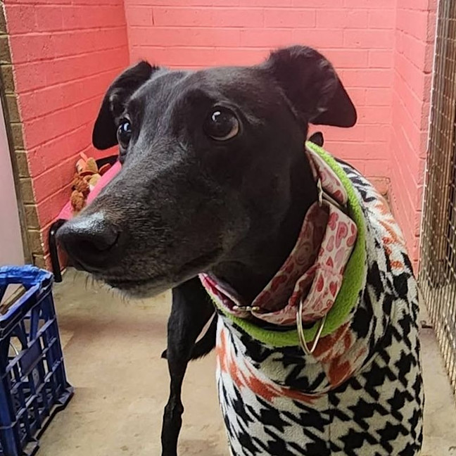 Photo of Rosko The Greyhound