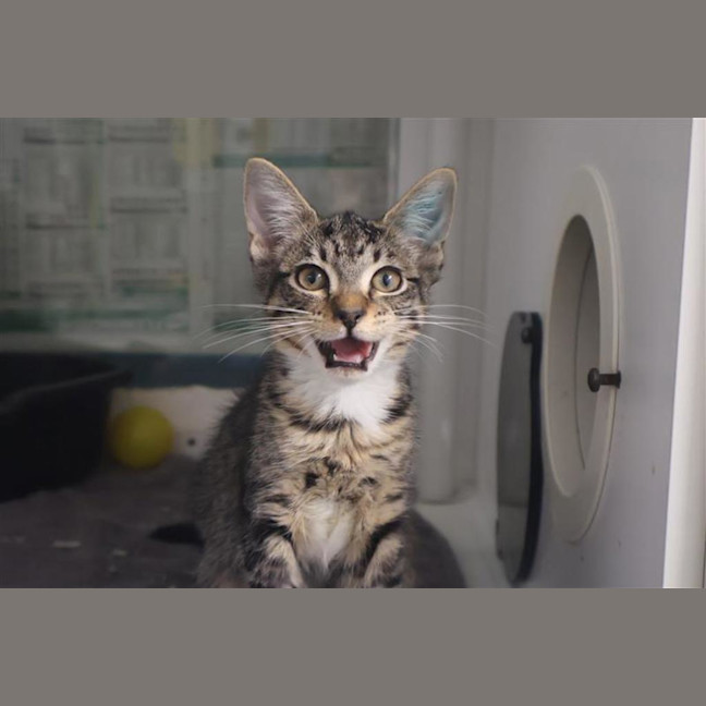 Photo of Cola