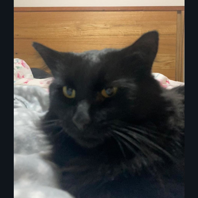 Photo of Midnight 