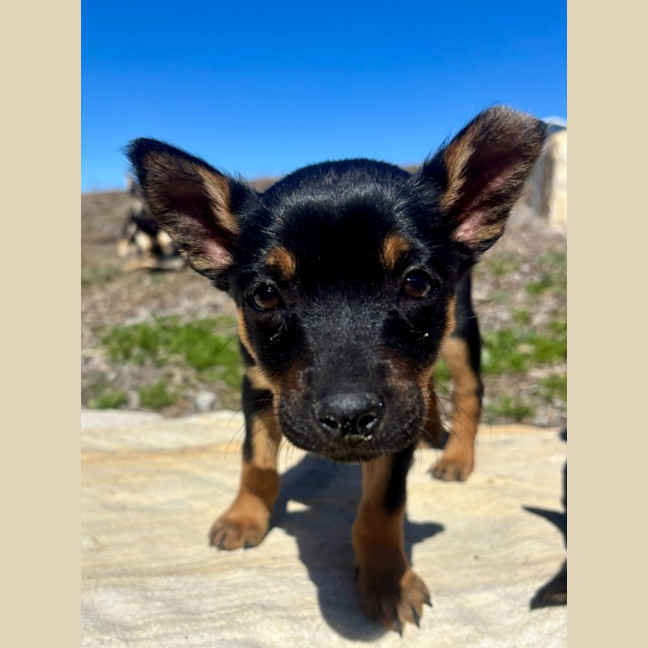 Photo of Stiletto