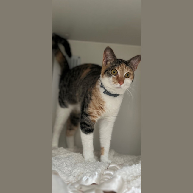 Photo of Gucci (60039)