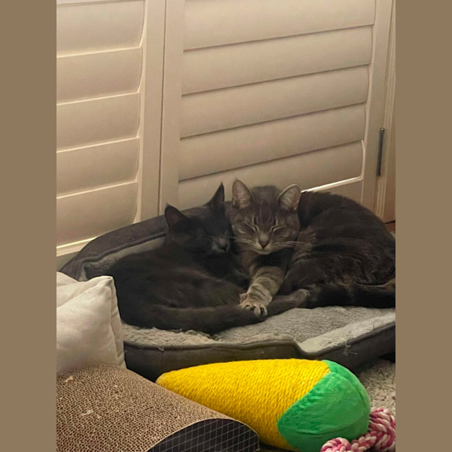 Photo of 🩶 Nico 🩶