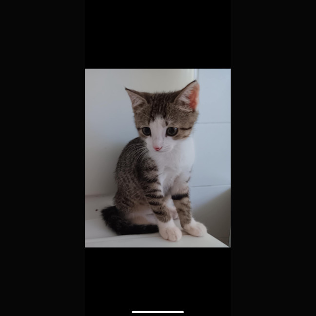 Photo of Soxey