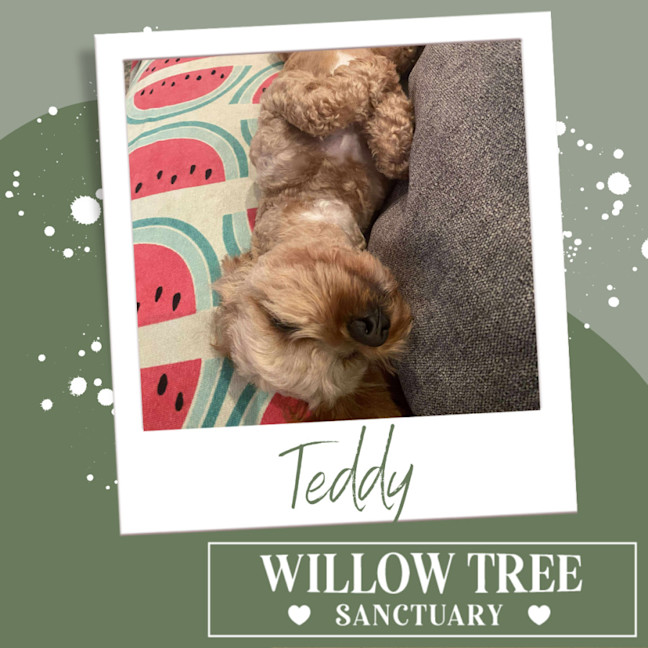 Photo of Teddy