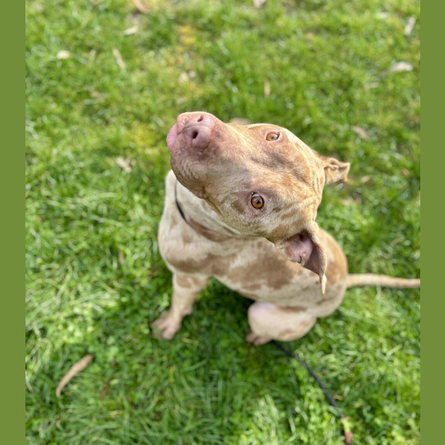 Photo of Mocha