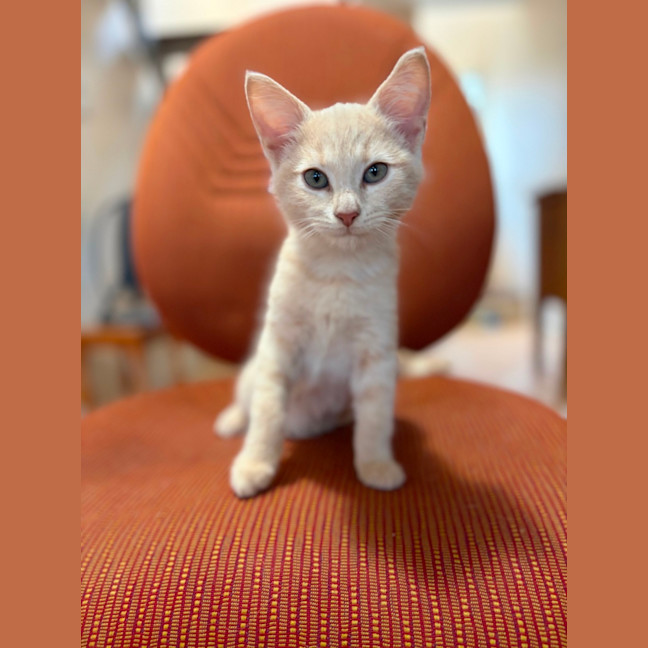Photo of Lily