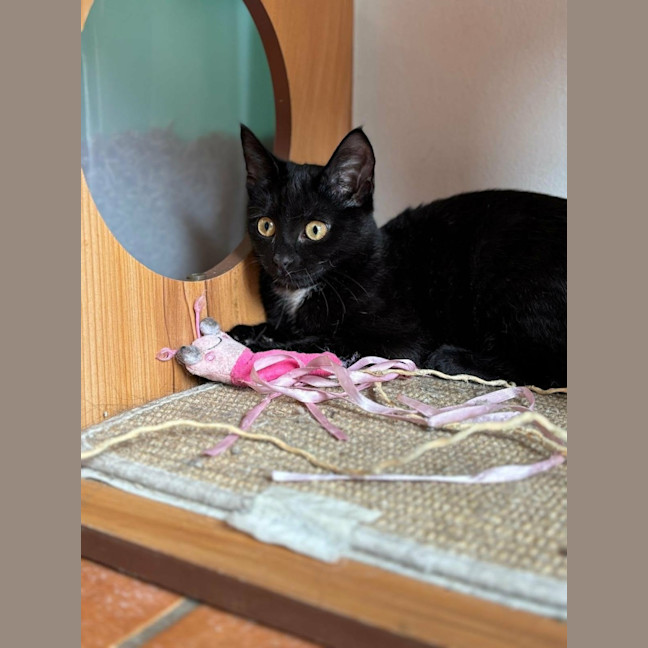 Photo of 🌺 Poppy 🌺