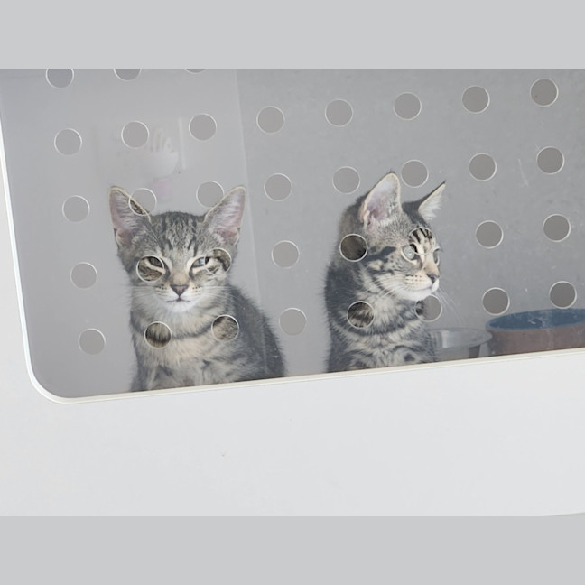 Photo of Emerald  On Display At Vets On Parker, Templestowe