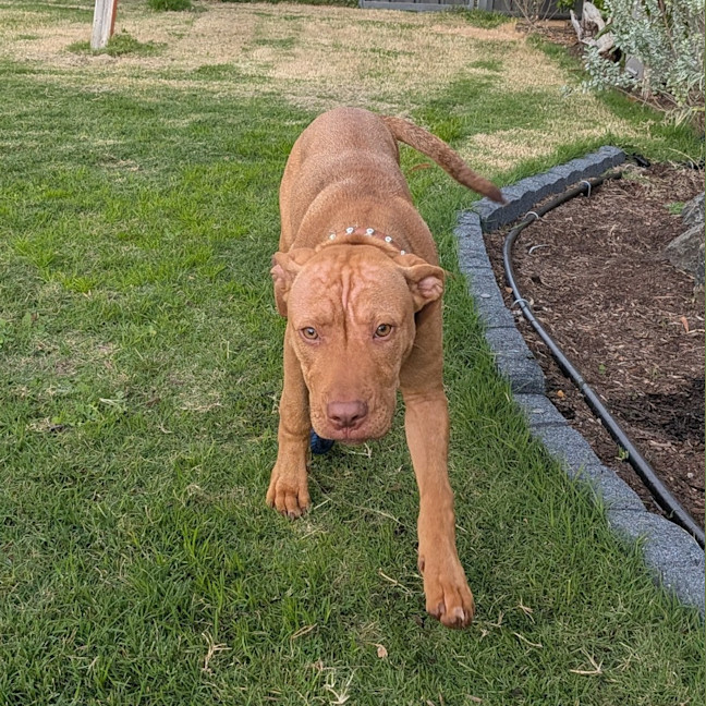 Photo of Lola