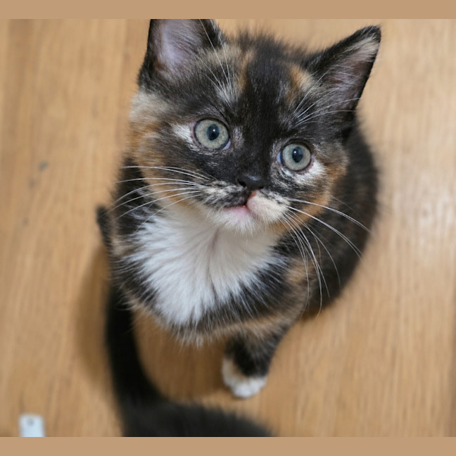 Photo of Fifi