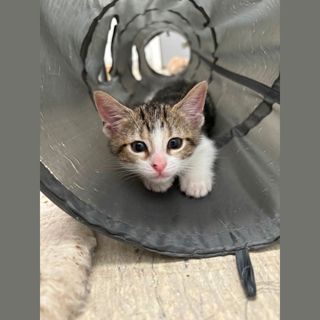 Photo of Pumba