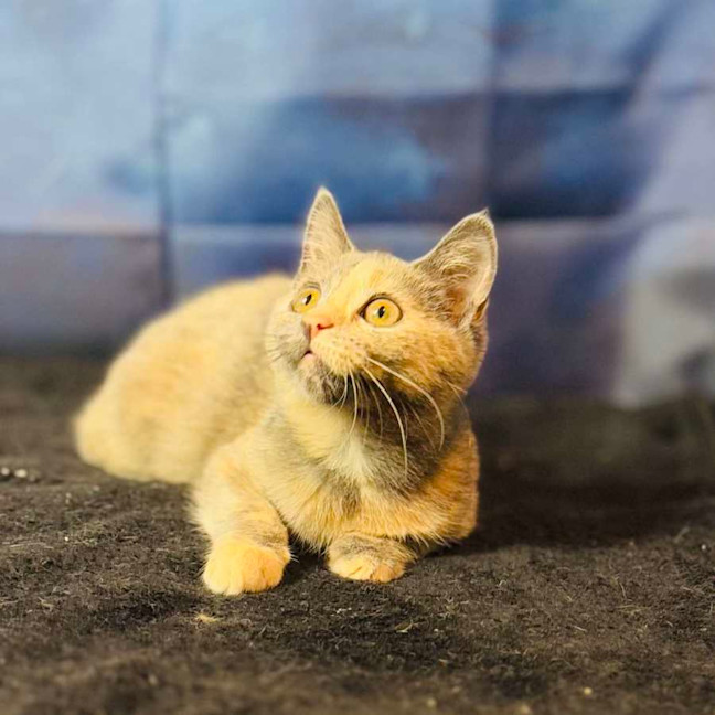 Photo of Cottontail   Located In Preston 