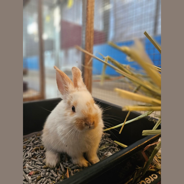 Photo of Blue Jean