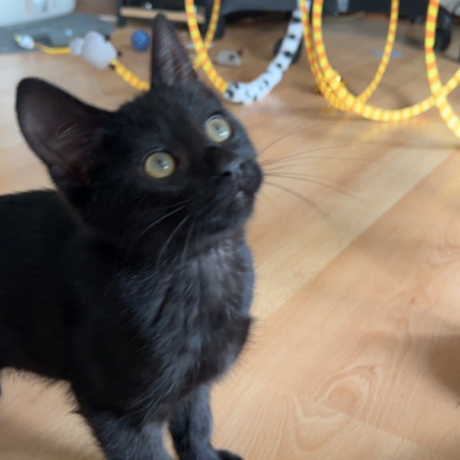 Photo of Salem
