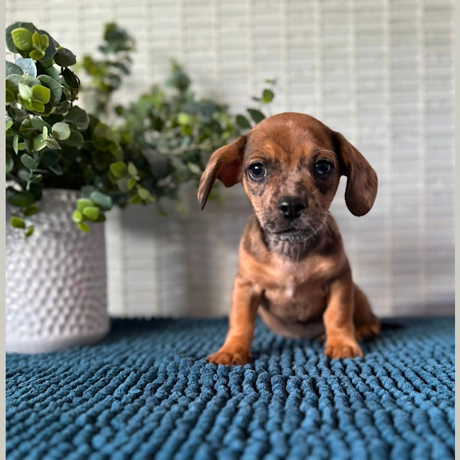Photo of Axel