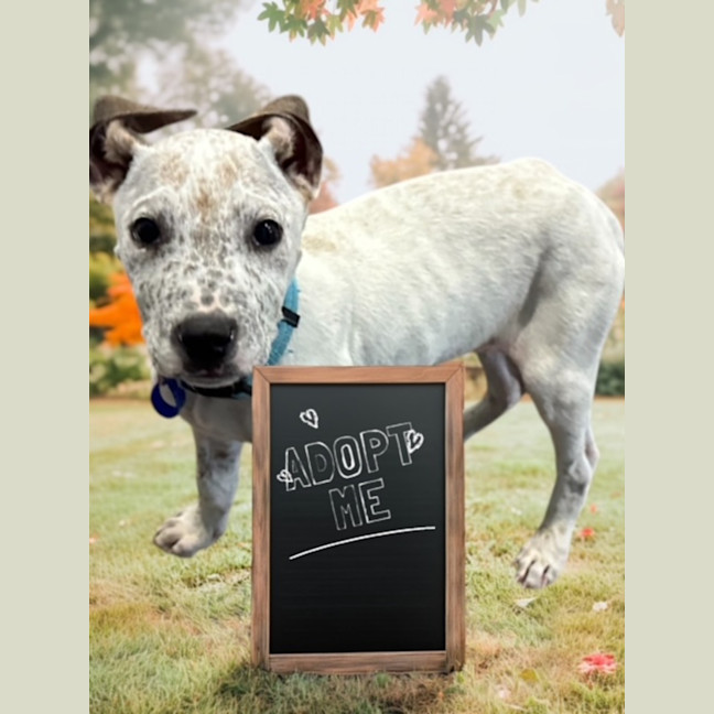 Photo of Bob   11 Week Old Cattle Dog X Staffy (Trial 10/10