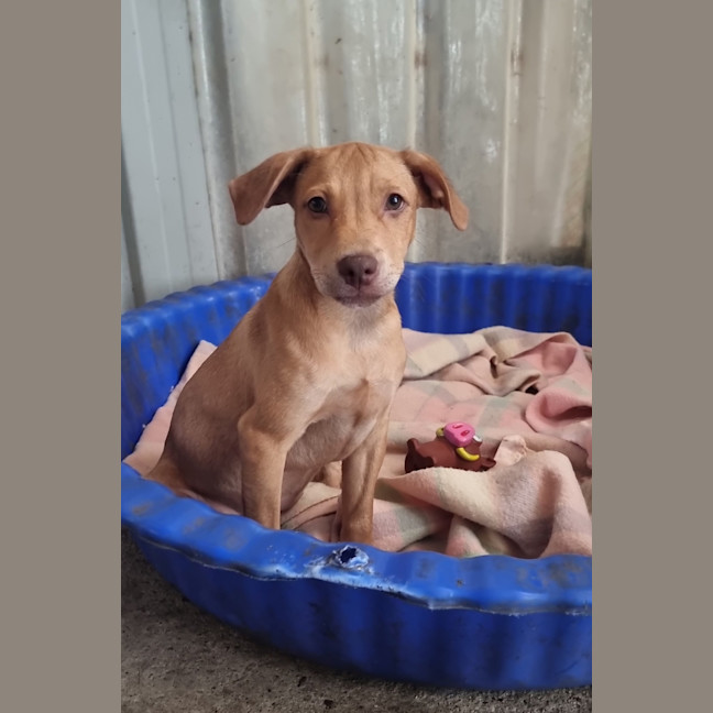 Photo of Tip (Tippy)