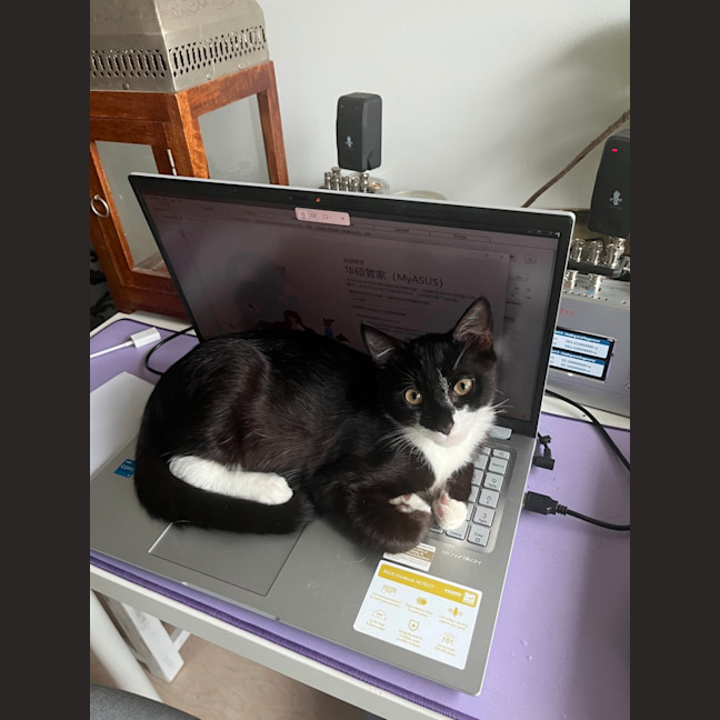 Photo of Pocus 