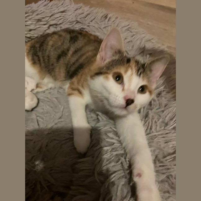 Photo of Amelia