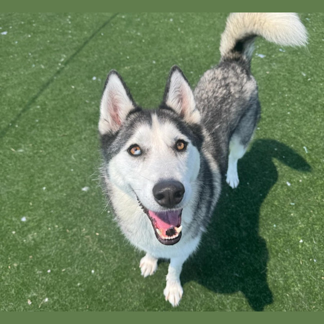 Photo of Missy Imp 2459