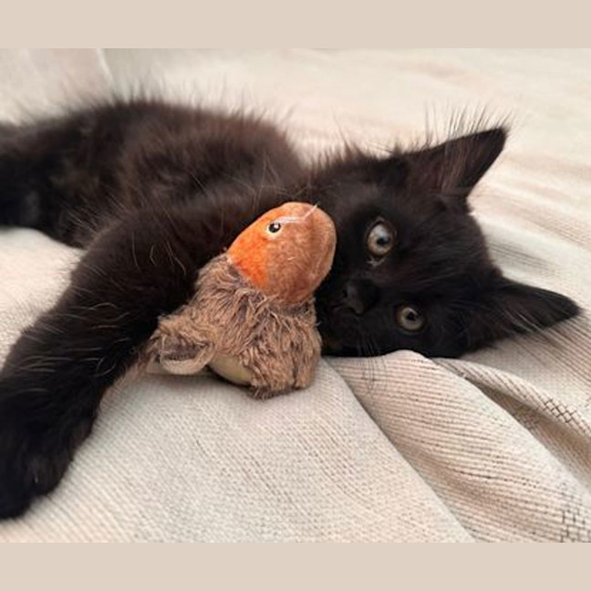 Photo of Aurie
