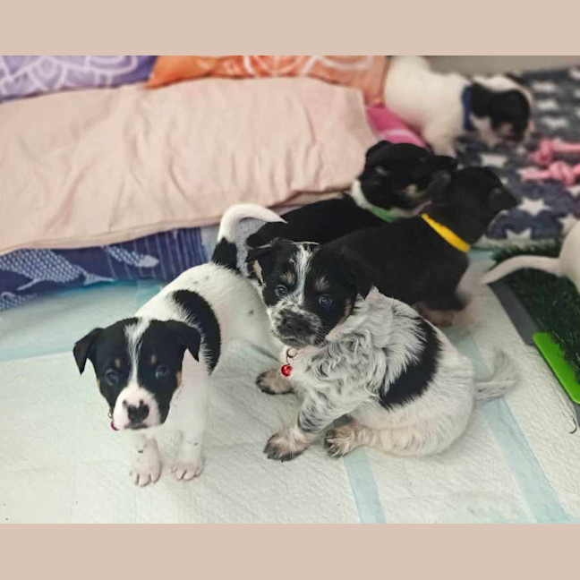 Photo of Miss Pepper And The Peppercorns