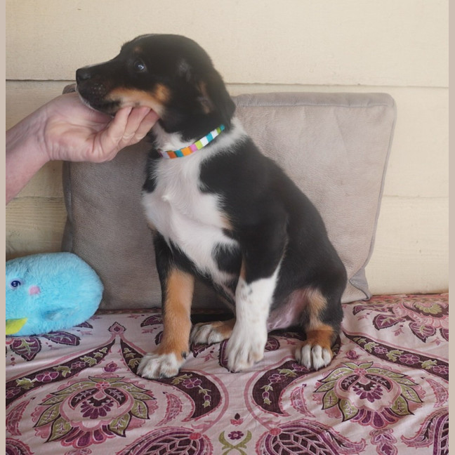 Photo of Tucker