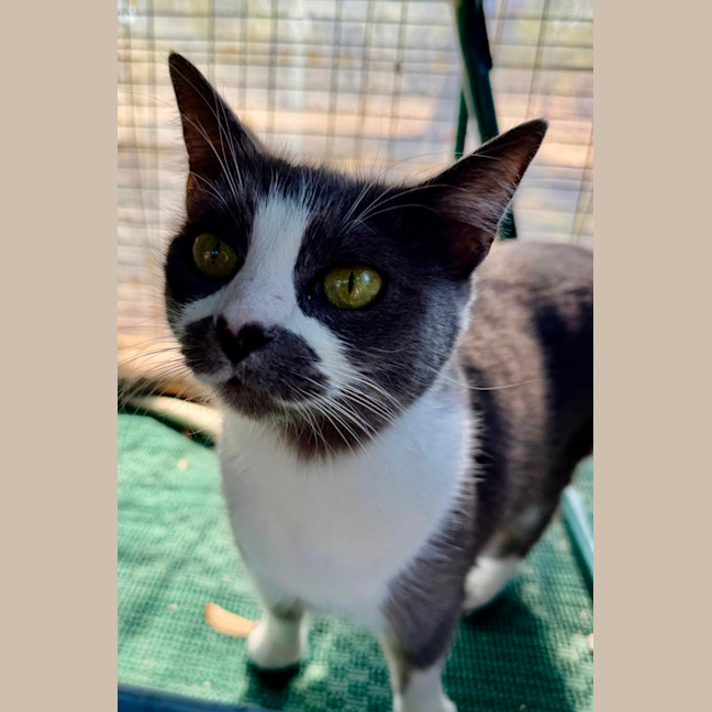 Photo of Smokey