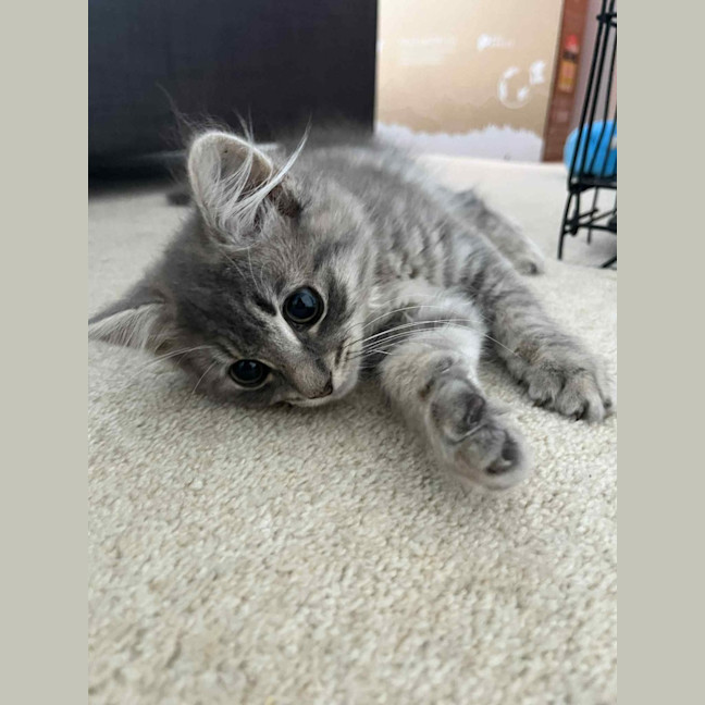 Photo of Cleo (Cleopatra)   In Foster Care In Doncaster 