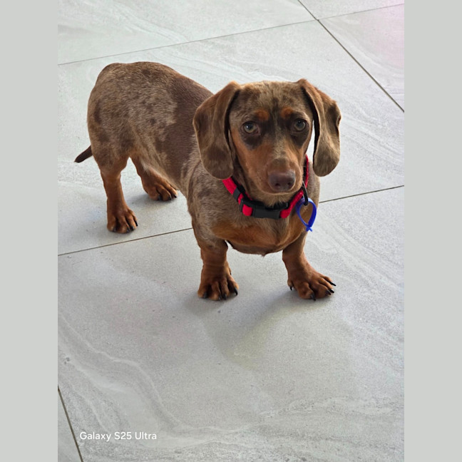 Photo of Rune   7 Month Old Dachshund