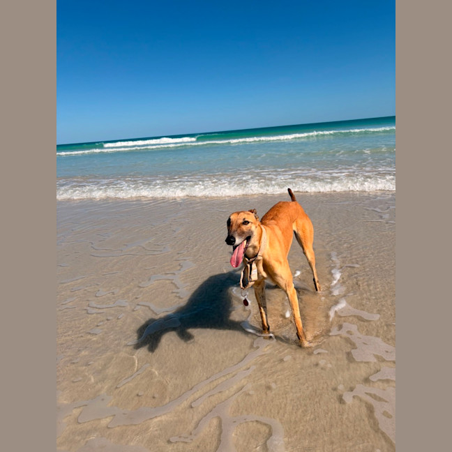 Photo of Greyhound   Atara   In Broome