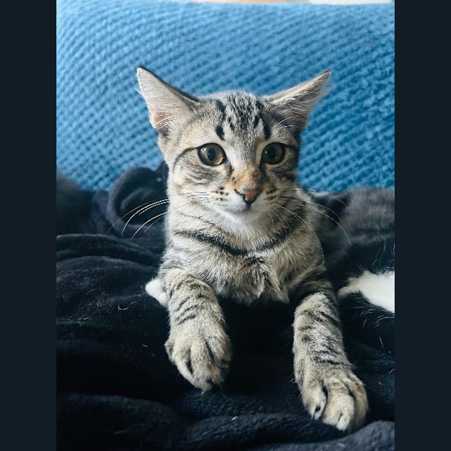 Photo of Fudge Brownie