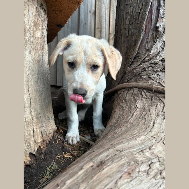 Photo of Finchie