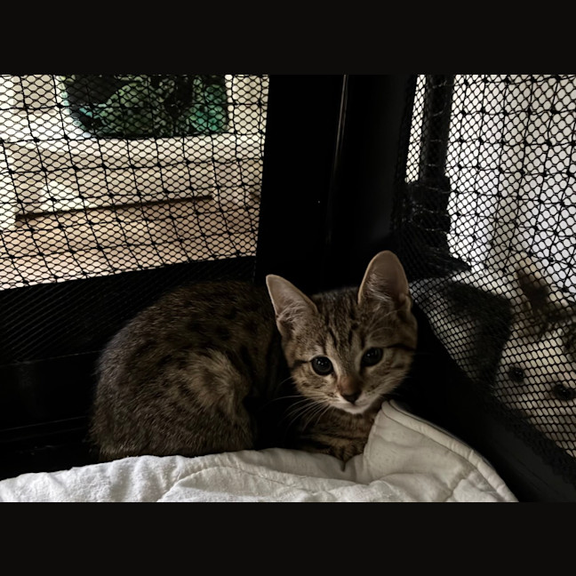 Photo of Whisper