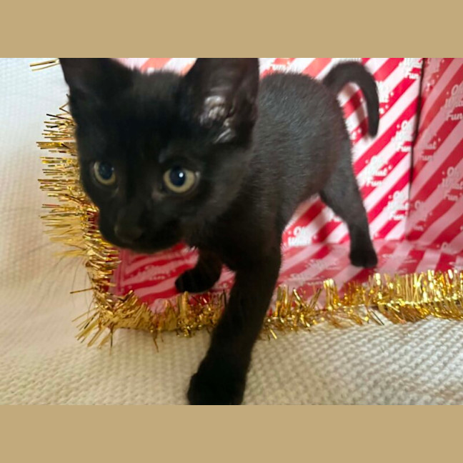 Photo of Sirius