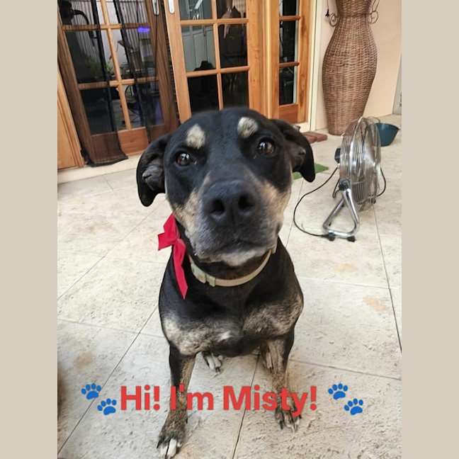 Photo of Misty 