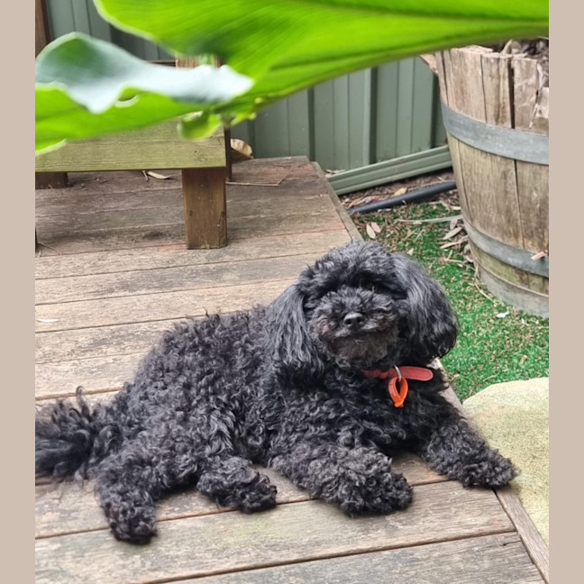 Photo of Hershey & Sugar 💗