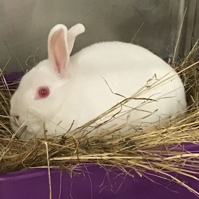 Photo of Fluffball Mc Gee