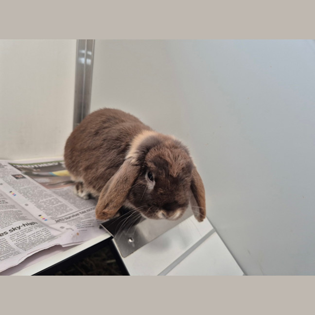 Photo of Cosmo