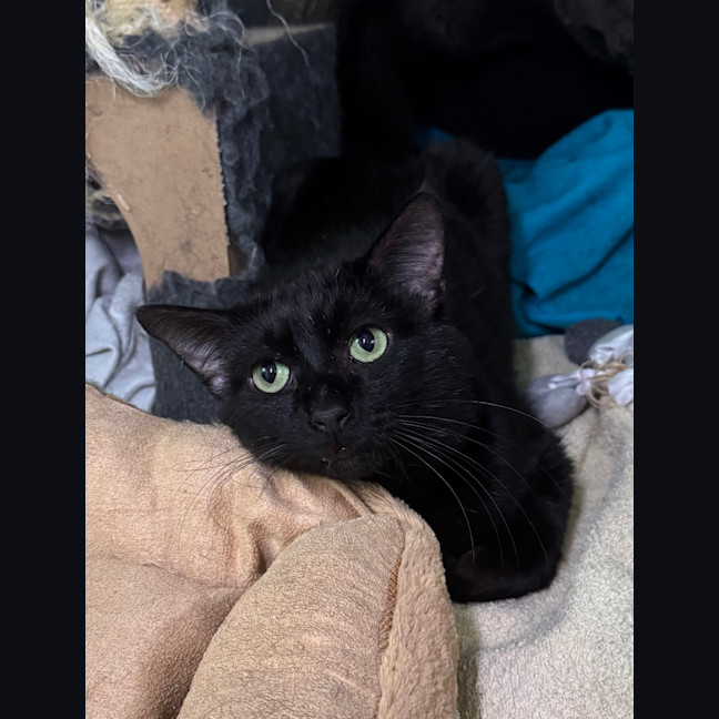 Photo of Sirius Black