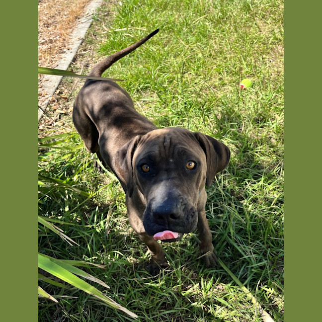 Photo of Lil' Moo (9038)