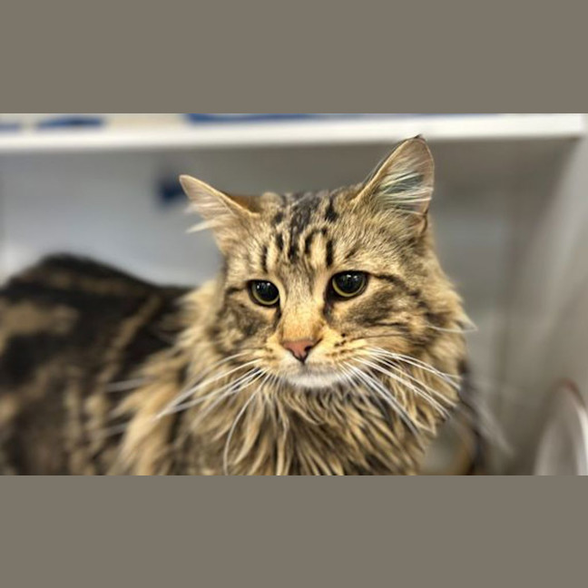 Photo of Merlin