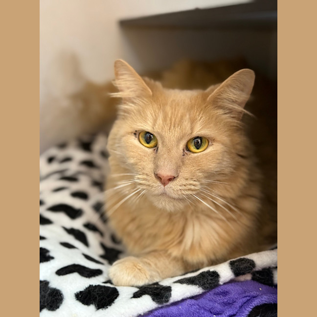 Photo of Shaemus